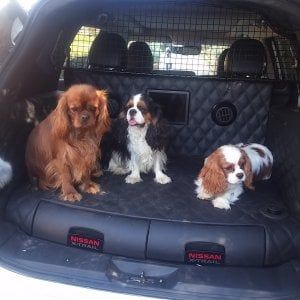 Nissan X-Trail 4Dog, il paradiso dei cani