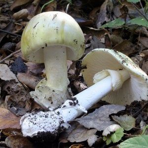Bologna, funghi velenosi: anziana muore, figlio si salva
