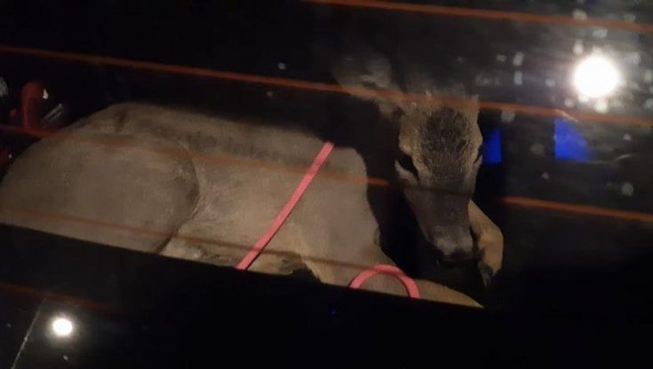 Un altro capriolo nel centro di Torino: salvato dai vigili