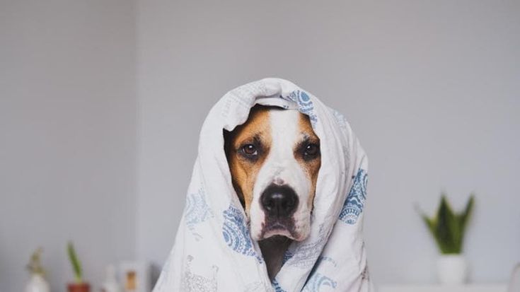 Come diventare toelettatori di cani? Le scuole per imparare a trasformare una passione in business