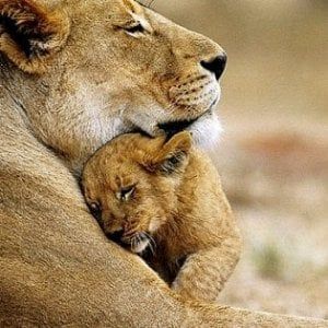 Sudafrica, turista di 22 anni uccisa da una leonessa