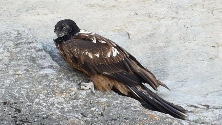 In vetta troppi escursionisti e le aquile lasciano i nidi