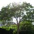 Crowdfunding, lo strano caso di Paulownia