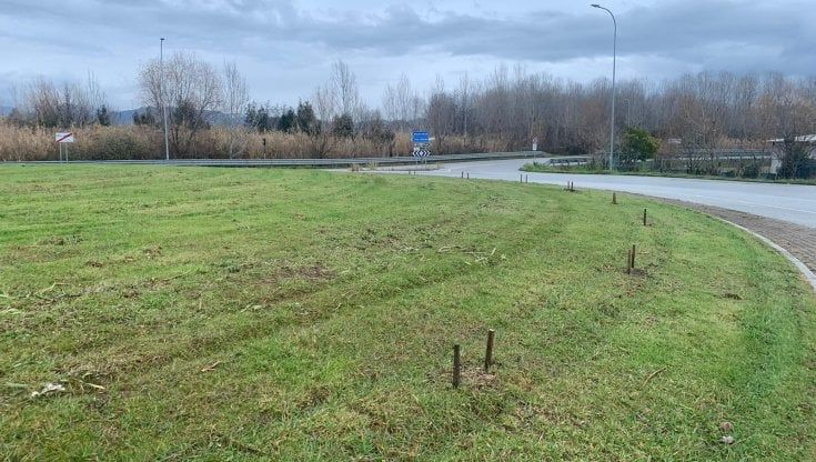 Tagliati gli oleandri che a Viareggio ricordavano le vittime della strage: "Un errore"