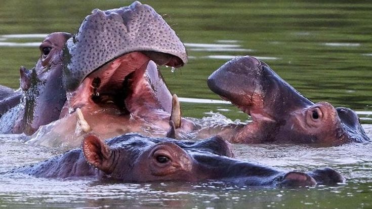 Colombia, il nuovo governo di estrema destra vuole un Jurassic Park con gli ippopotami di Escobar
