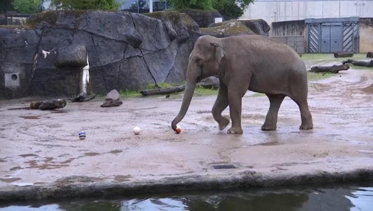 Mondiali, Germania-Curacao: l'elefante indovino Tarak e la vittoria "schiacciante" dei tedeschi