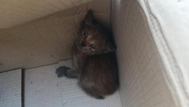 Agropoli, viaggia per due ore con un gattino nel motore dell'auto e poi lo adotta