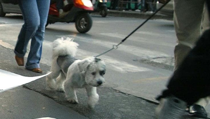A Bagno a Ripoli obbligatorio pulire la pipì dei propri cani