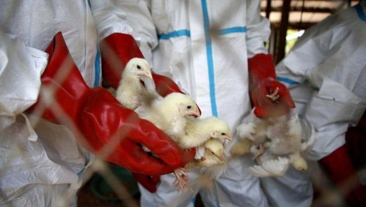 Influenza aviaria, focolaio in un allevamento della Lomellina: abbattuti centinaia di polli e anatre