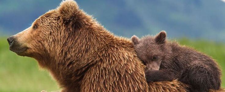 Orsa Daniza, gip respinge archiviazione e riapre inchiesta: indagato il veterinario