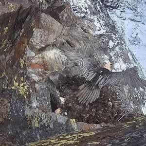 Parco del Gran Paradiso, i gipeti covano nel nido il primo uovo dell'anno