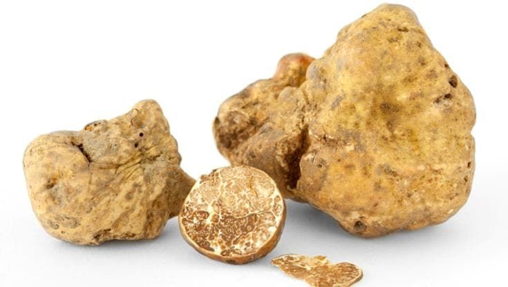 Il tartufo dei record: nella campagna pisana un bianco pregiato da 707 grammi