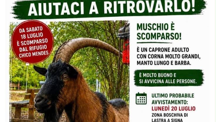 Campi, trovato morto il caprone Muschio, scomparso dal Rifugio Mendes. Indagini in corso