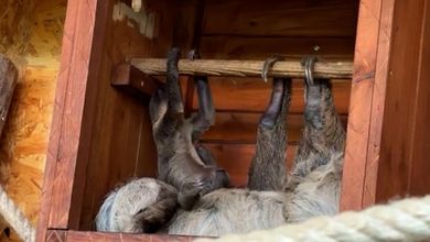 Il piccolo bradipo sfida la gravità: le prime acrobazie del cucciolo nato al bioparco di Torino