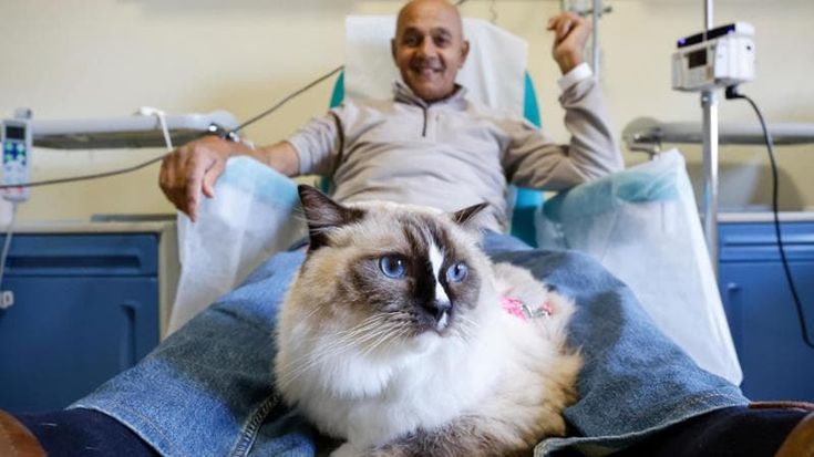 Elliot, il gatto, e i cani che assistono chi fa la chemioterapia al Bellaria. “Ci fanno stare bene”