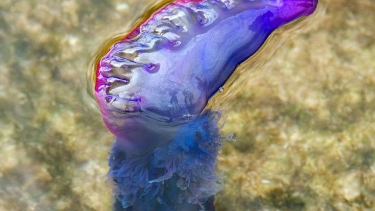 Spine, macchie e tentacoli, il mare stravolto dagli alieni "Amano le acque bollenti”