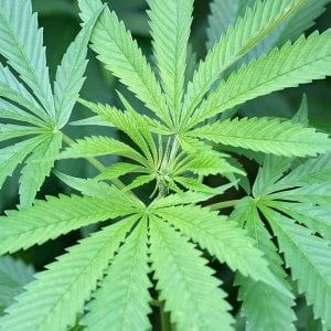 Roma, la regione approva la legge per la coltivazione della cannabis