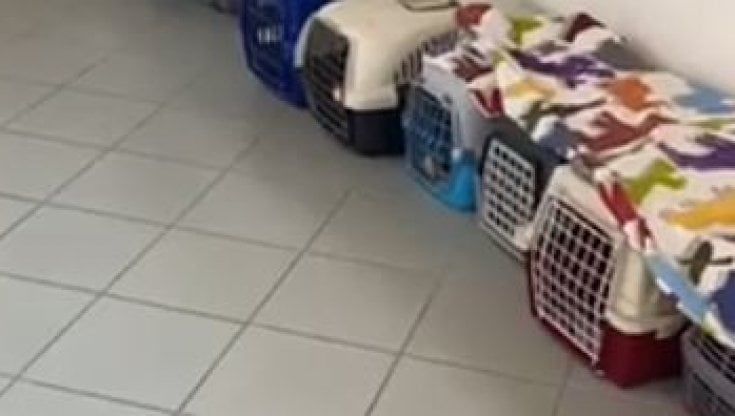 Ventinove gatti trovati in casa di un accumulatore seriale: "Se ne avete smarrito uno, controllate il sito del canile"