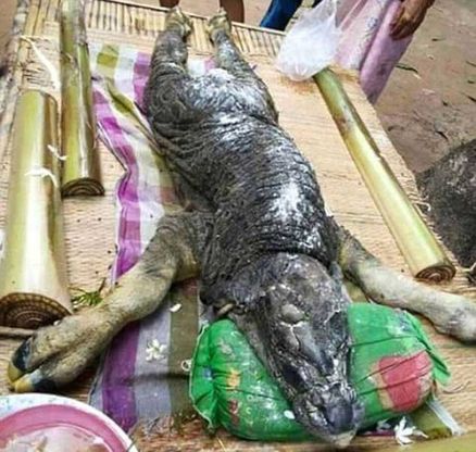 Metà mucca e metà coccodrillo, scoperta una strana creatura in Thailandia