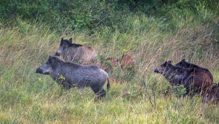 Trentino, ok alla caccia al cinghiale con arco e frecce. Sì dell’Ispra ma è polemica