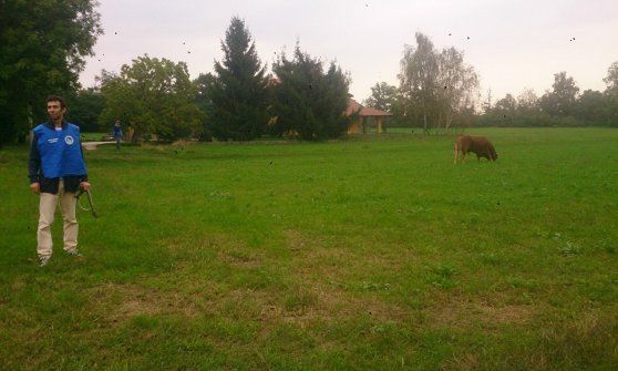 Catturato Bruno, il toro "latitante" da 10 giorni. Gli animalisti vogliono adottarlo