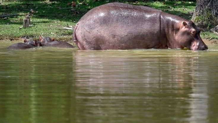 Gli ippopotami di Escobar diventano specie invasiva