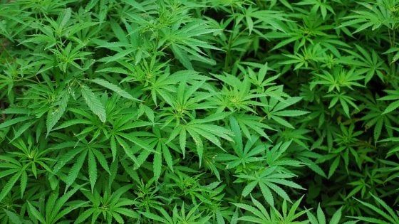 Salvini: "Chiuderemo negozi di cannabis, la droga è emergenza nazionale"