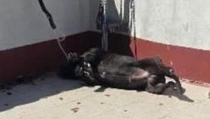 Cane morto sul terrazzo sotto il sole a Ventimiglia, gli animalisti denunciano il proprietario