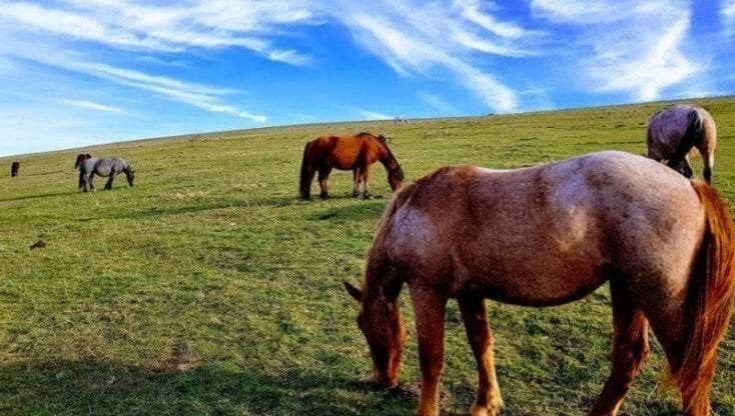 Le prove che l’equitazione nacque 5000 anni fa