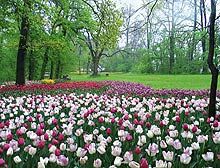 Musica e colori per Messer Tulipano