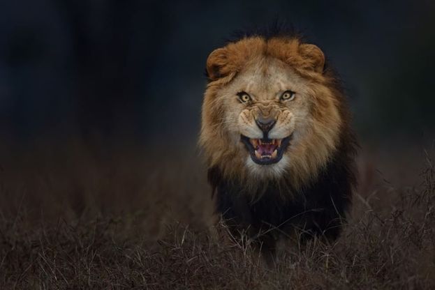 Pakistan, sfida al re della savana: il ruggito del leone a tre metri di distanza