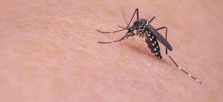 Le punture delle zanzare non trasmettono il virus