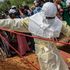 Ebola, la chiave del contagio: “Proprio perché è così letale fatica a diffondersi”