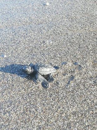Maratea, nate 40 tartarughine caretta caretta