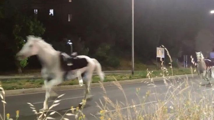 Cavalli in fuga, l’ira del capo dei vigili: “Puniremo chi ha sbagliato”