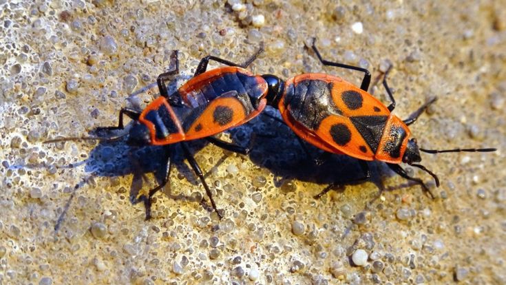 Animalia. Il coleottero? Un vero dandy. Ma con le ali
