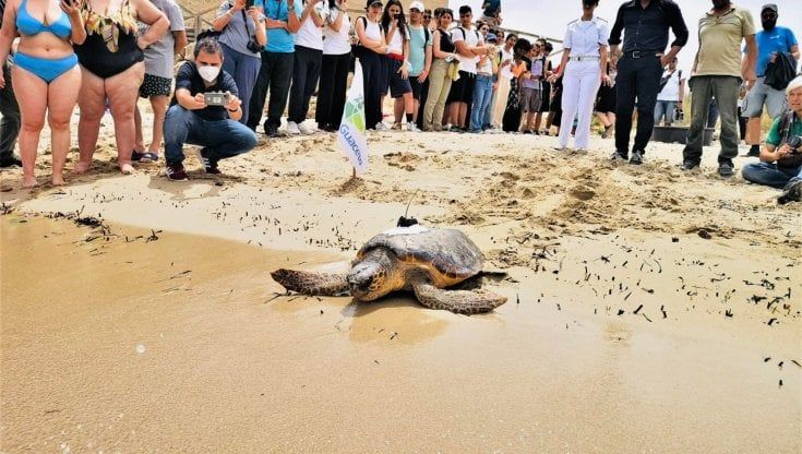 A Torre Guaceto liberata in mare tartaruga 'cyborg': Diana ha un trasmettitore satellitare per migliorare la tutela della specie