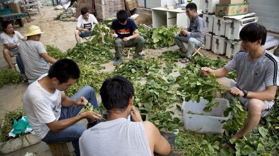 Slow Food in Cina sulle orme di Mao: "Anche a Pechino solo verdure di stagione". E senza pesticidi