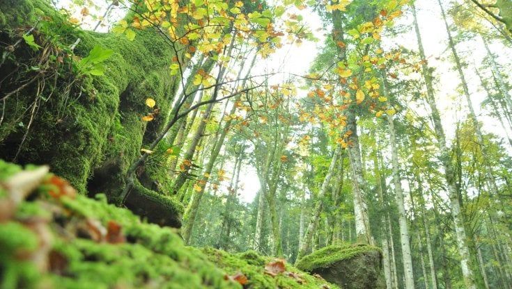 Andar per castagne: cinque luoghi da riscoprire in Emilia-Romagna
