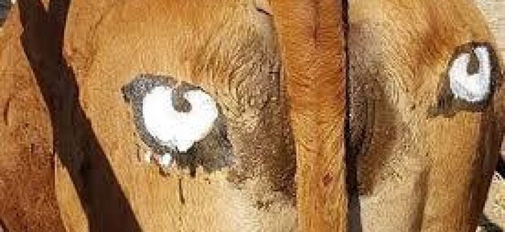 Il grande occhio inganna il leone