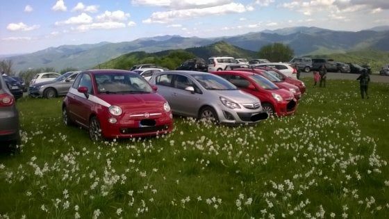 Genova, il prato dei narcisi diventa un parcheggio: pioggia di multe