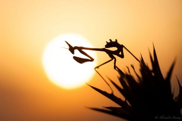 La "danza" della mantide al tramonto