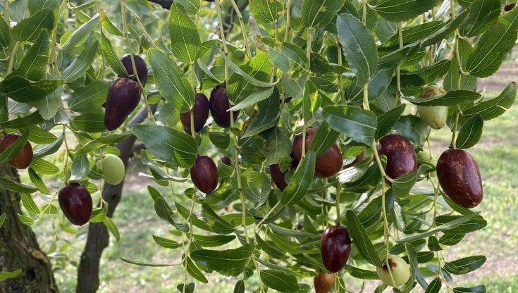 Ma che sapore ha il brodo di giuggiole? Andiamo in Veneto a scoprirlo