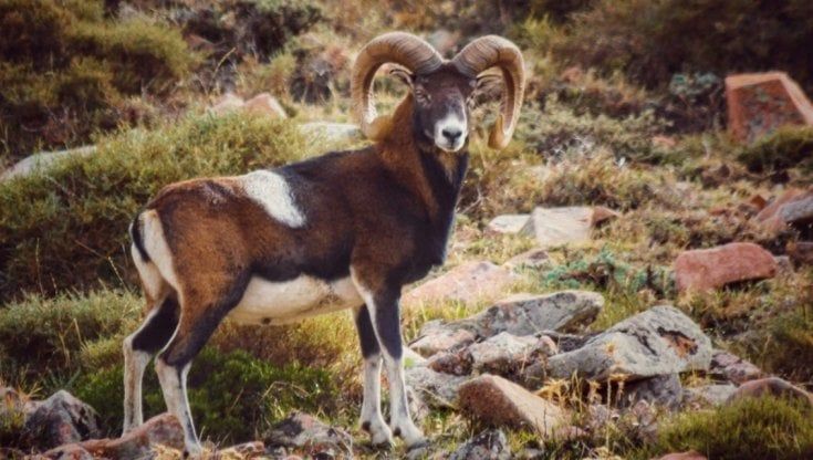 Isola del Giglio, saranno abbattuti gli ultimi 40 mufloni: "Introdotti nel '55 e nocivi per l'ambiente"; "No, ormai ne fanno parte"
