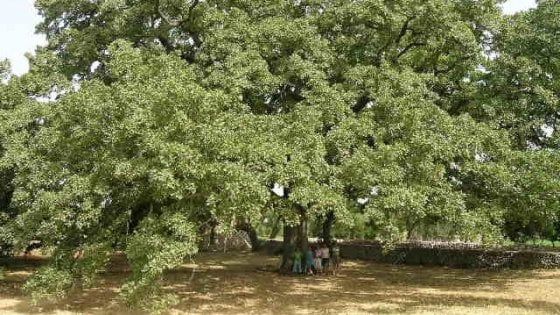 Salento, la Quercia vallonea ha quasi mille anni ed è l'albero più amato d'Italia