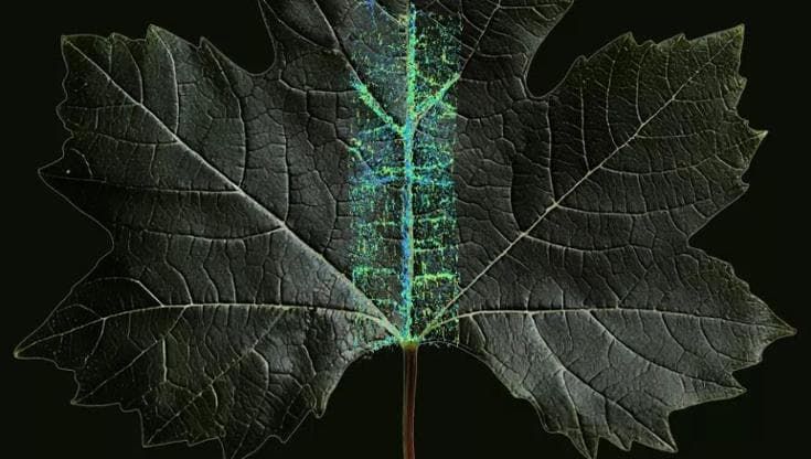The Art of Life Sciences, l’iniziativa per raccontare la scienza per immagini