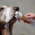 Un'estate da cani, le regole per nutrirlo quando fa più caldo