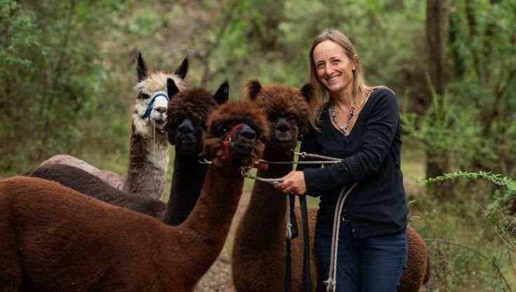 Lama e alpaca, gli allevamenti possibili anche in Italia