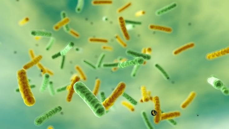 Lupus: scoperto un batterio intestinale che potrebbe aprire la strada a nuove terapie