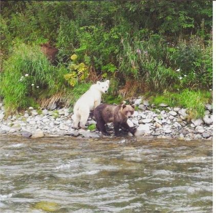 Kamchatka, quando la natura ci stupisce: c'è un orsetto bianco nella terra degli orsi bruni